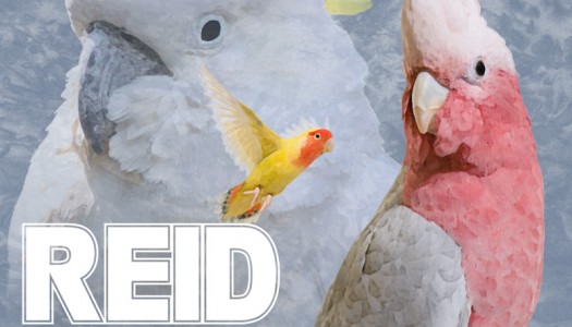 NP Premiere: Reid Stefan – “For the Birds”